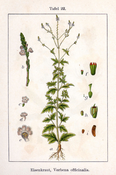 Lippia citriodora